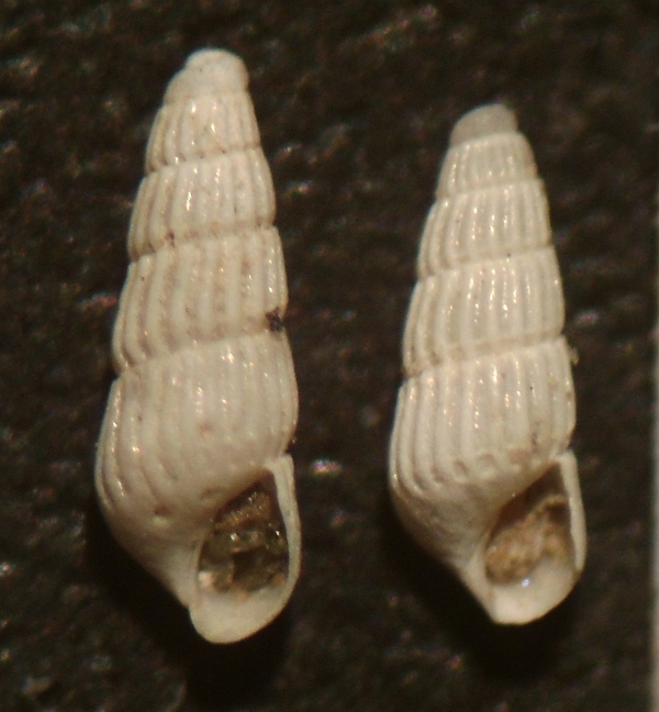 Chrysallida terebellum?